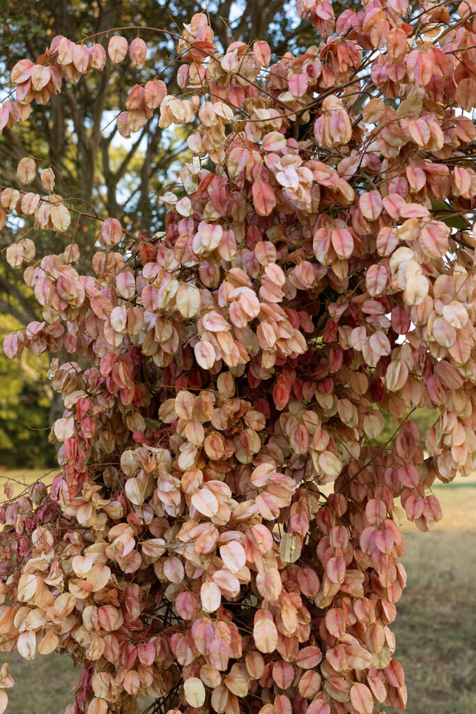 Close-up of Chinese flame tree branches with papery blush and rust seed pods used as sculptural floral design for a fall wedding.