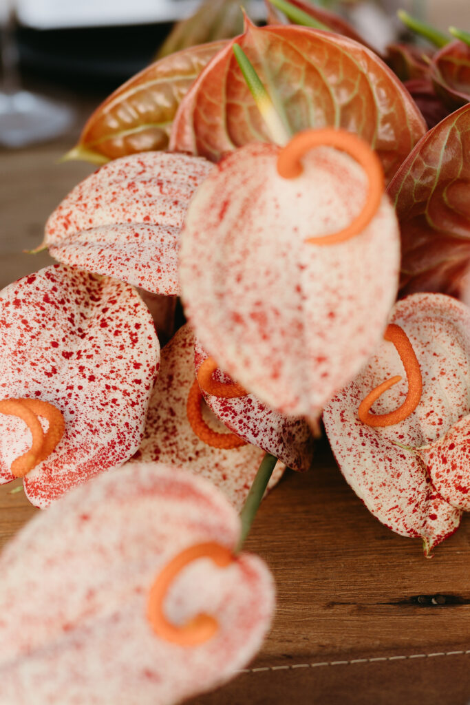 Close-up of speckled coral and cream anthurium blooms
