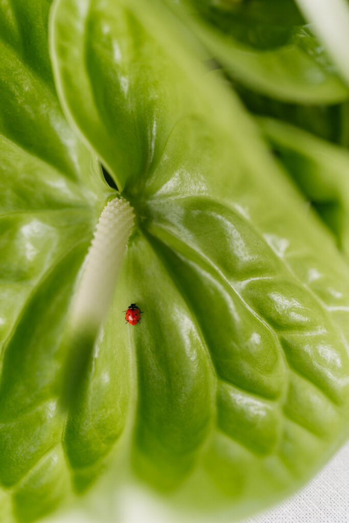 A ladybug resting on a green anthurium leaf