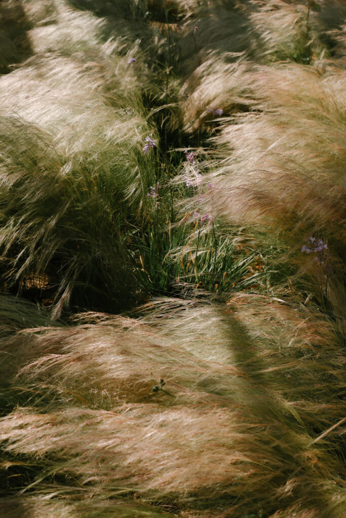 Sculptural feather grasses catching the light in the estate gardens, Menorca