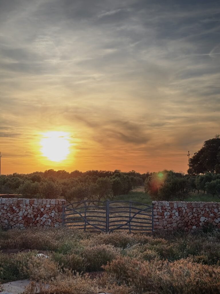 Sunset over a dry-stone wall and olive fields on the Vestige Son Vell estate, Menorca
