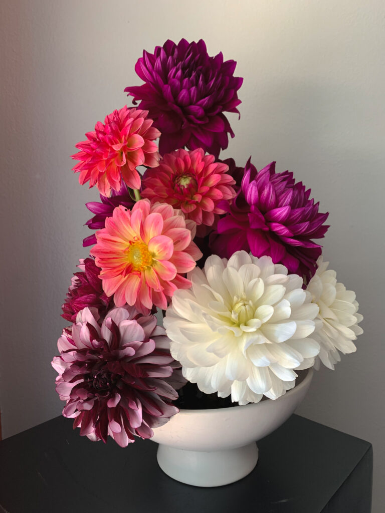 A compact, sculptural floral arrangement of dahlias in varying shades of plum, magenta, blush pink, and ivory, artfully composed in a white ceramic bowl against a soft neutral wall. The blooms are densely grouped, showcasing rich texture and tonal contrast.