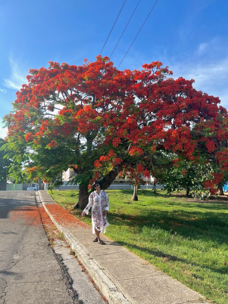 Woman walking beneath a vibrant flamboyant tree during tropical travel in Cuba.